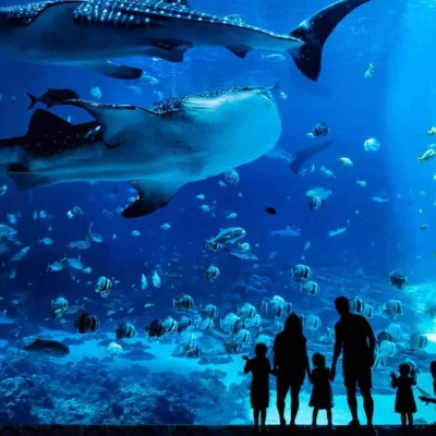 Georgia Aquarium Case Study Featured Image